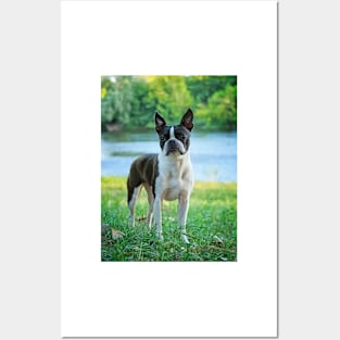 Meryl the Boston Terrier Posters and Art